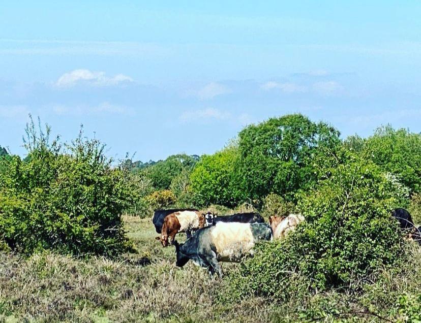 Cattle