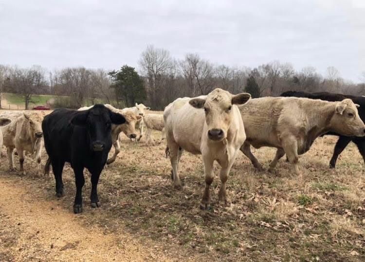 Cattle