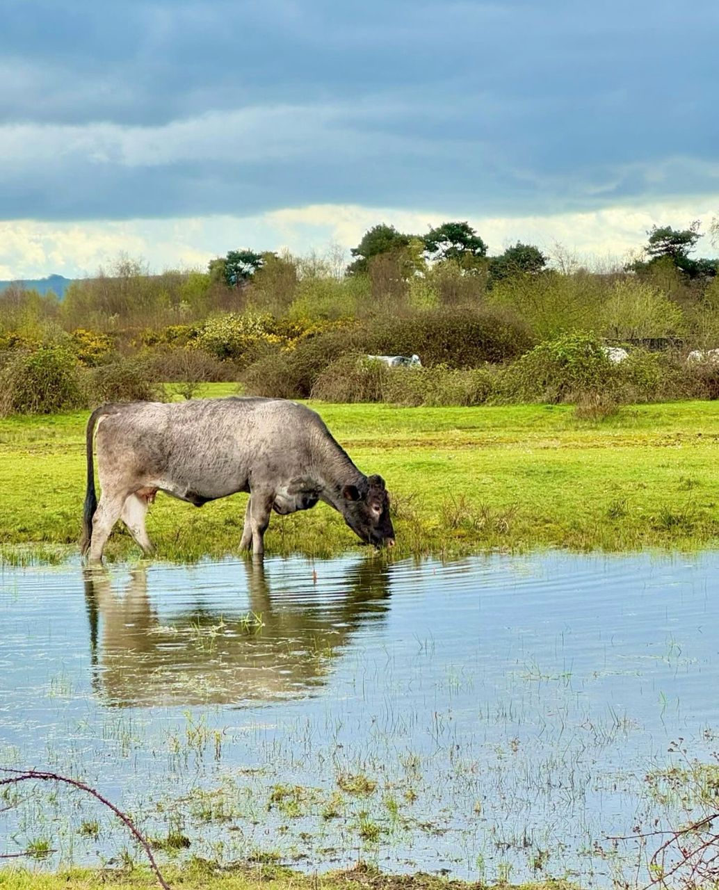 Cattle