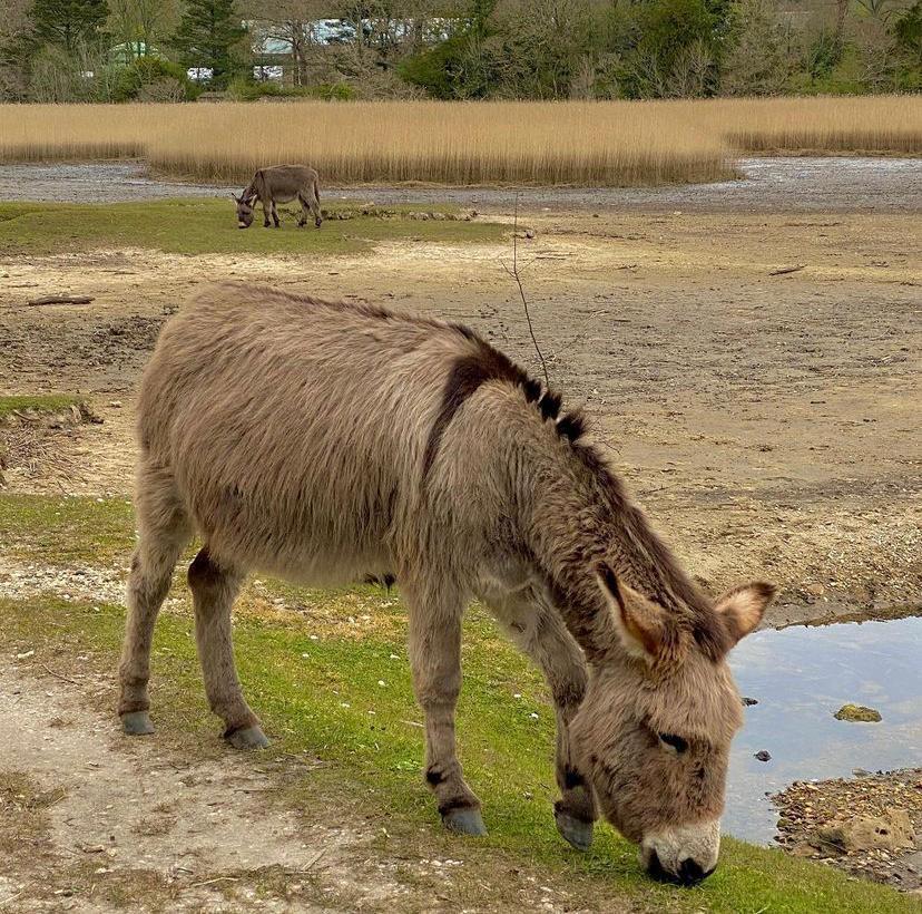 Donkey