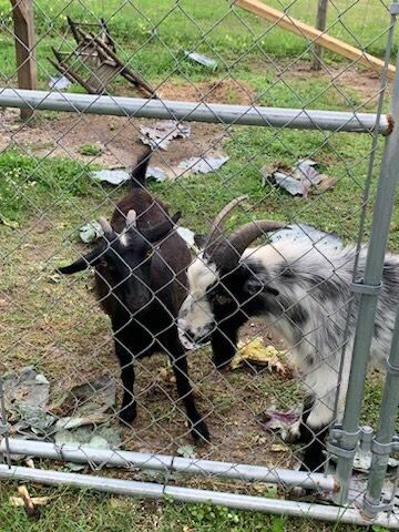 Goats