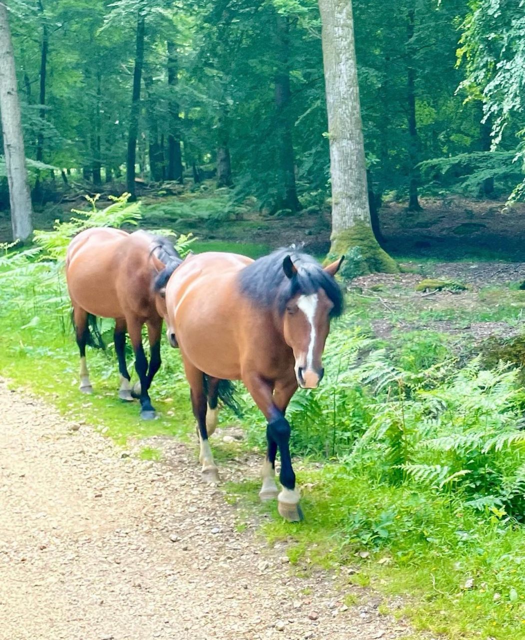 Horses